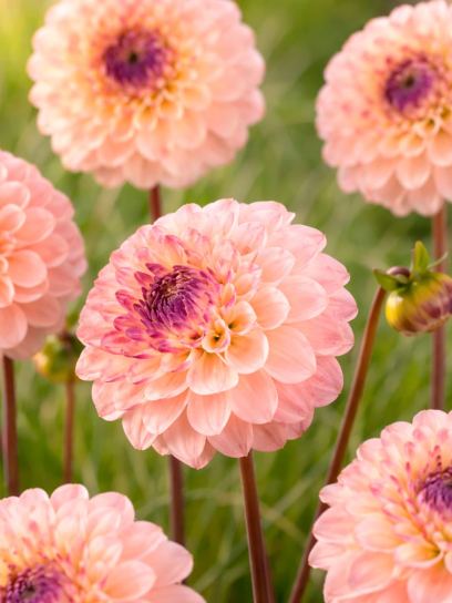 Dahlia "Wine Eyed Jill"
