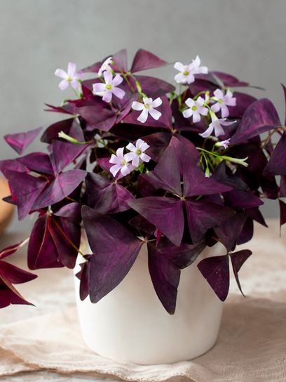 Oxalis triangularis "Sunny"