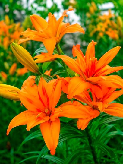Lilium "Scoubidou"