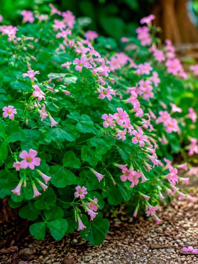 Oxalis triangularis "Amber"