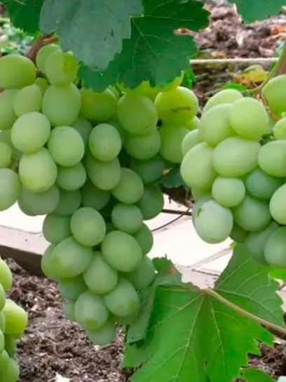 Grape "Millennium" container (C3)