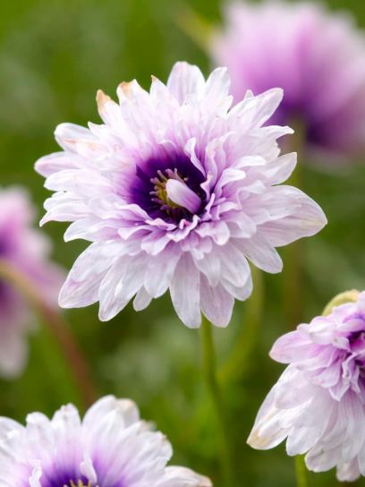 Anemone nemorosa "Blue Eyes"