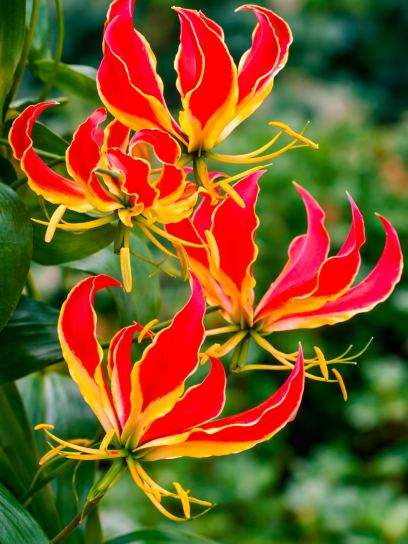 Gloriosa "Rothschildiana"