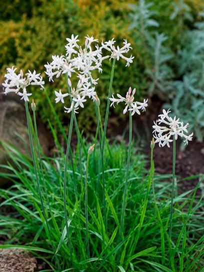 Tulbaghia violacea "Alba"