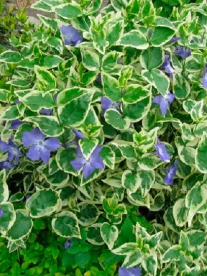 Periwinkle "Argenteomarginata" container (P0.5)