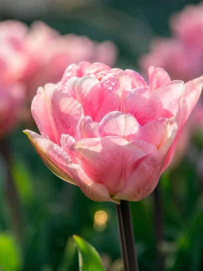 Tulip "Marriage"