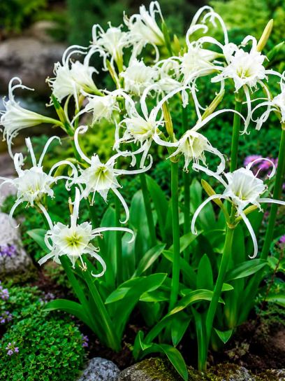 Hymenocallis festalis "Zwanenburg"