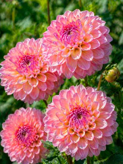 Dahlia "Esli"