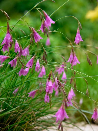 Dierama pauciflorum
