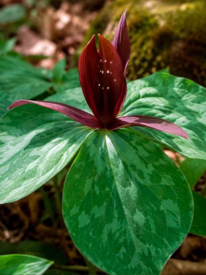 Trillium cuneatum