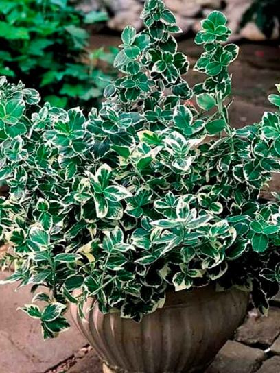 Spindle "Emerald Gaiety" container (P0.5)