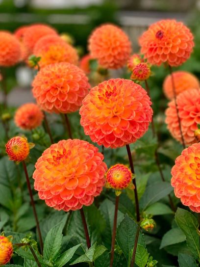Dahlia "Jowey Chantal"