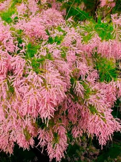Tamarisk "Pink Cascade" container (C3)