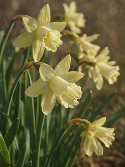 Narcissus "Gipsy Queen"