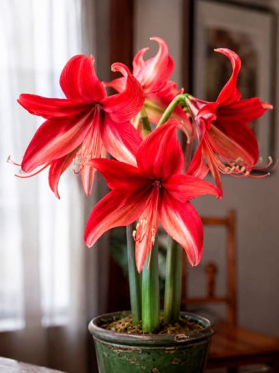 Hippeastrum "Bogota"