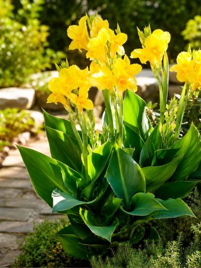Canna "Richard Wallace"