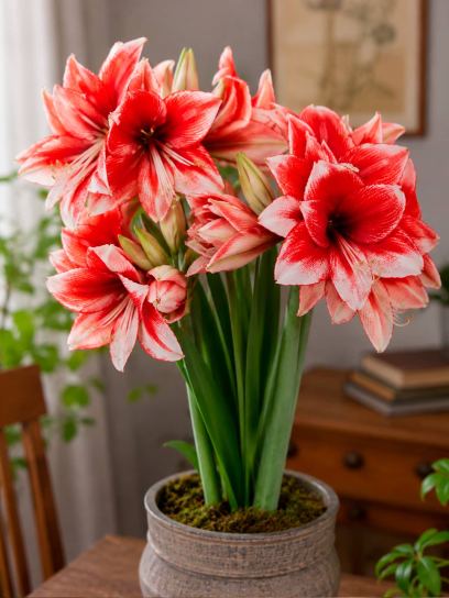 Hippeastrum "Charisma"