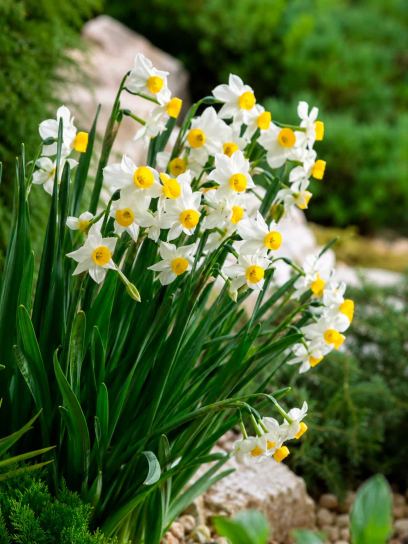 Narcissus "Canaliculatus"