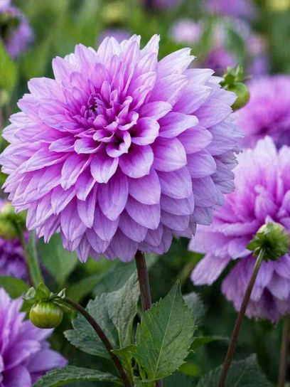 Dahlia "Blue Boy"