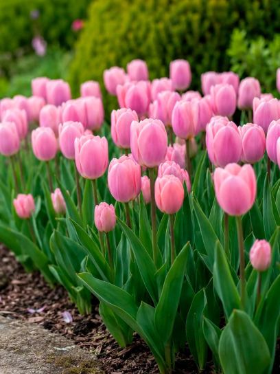 Tulipa "Light and Dreamy"