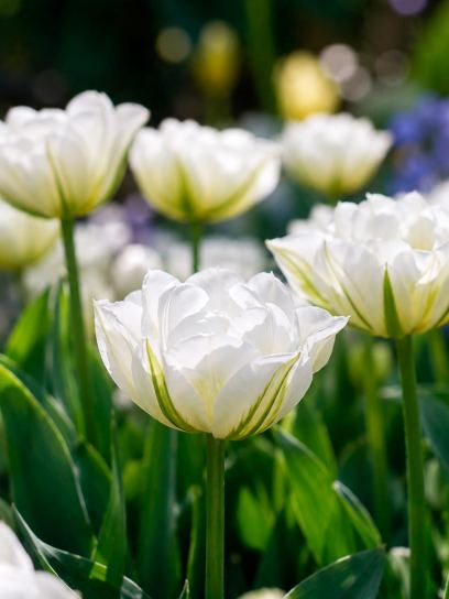 Tulipa 'Exotic Emperor'