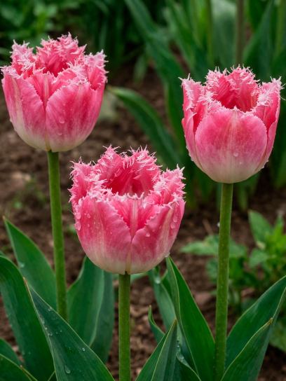 Tulipa "Fancy Frills"