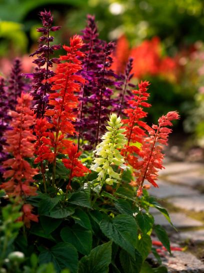 Salvia splendens "Estella Mix" -sementes-