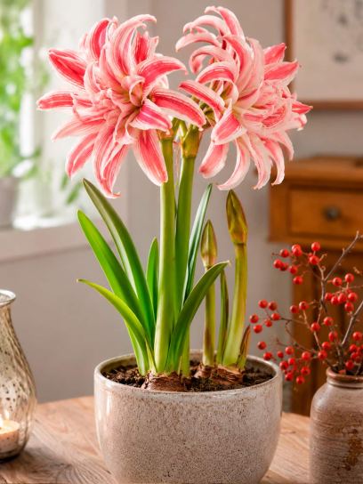 Hippeastrum "Doublet"