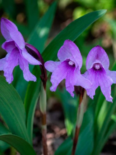 Roscoea auriculata
