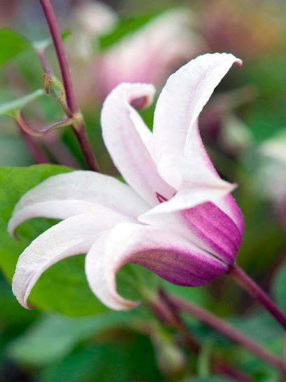 Clematis "Princess Kate" container (C2)