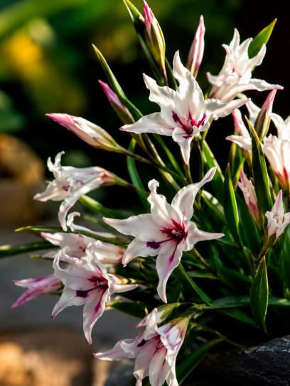 Gladiolus carneus "Albidus"