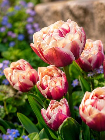 Tulipa "Wyndham"