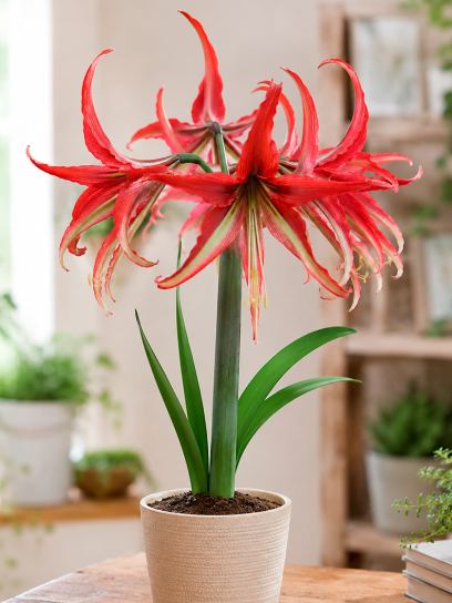 Hippeastrum "La Paz"