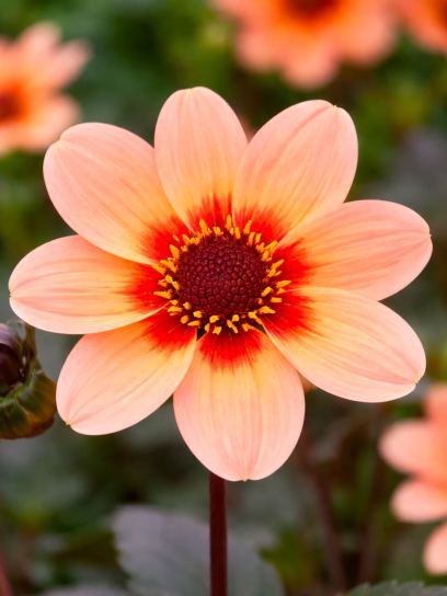 Dahlia "Happy Single First Love"