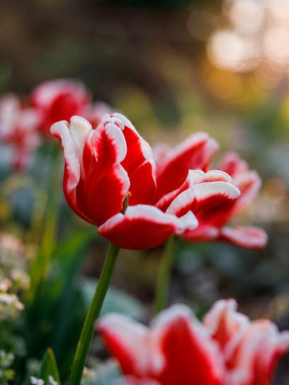 Tulip "Elegant Crown"