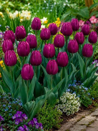 Tulip "Purple Purissima"