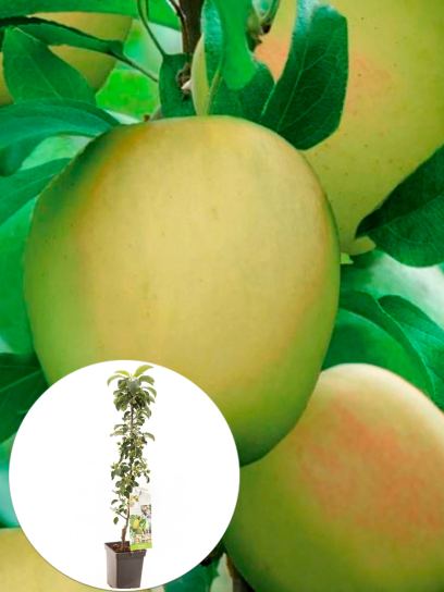 Apple "Greencats" container (P18)