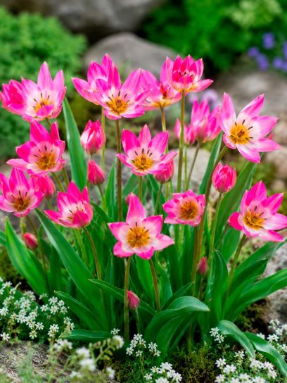 Tulipa "Garden of Clusius"