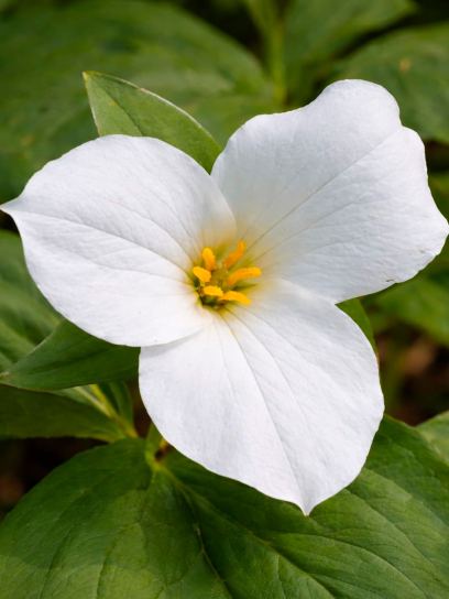 Trillium grandiflorum