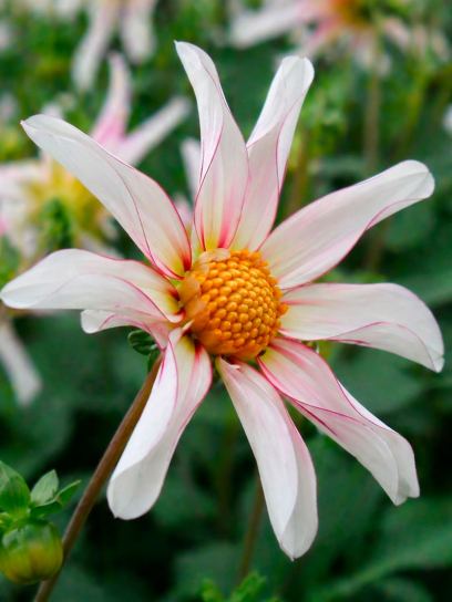 Dahlia "Honka Fragile"