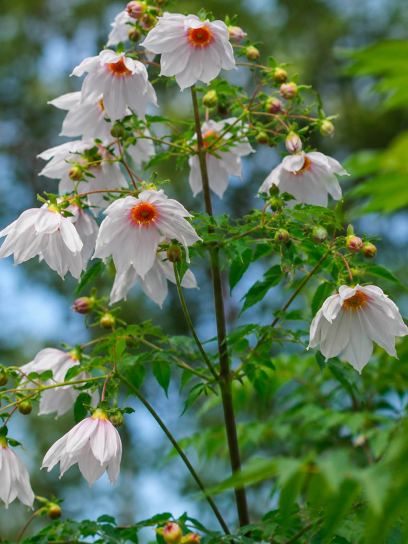 Dahlia imperialis -white-