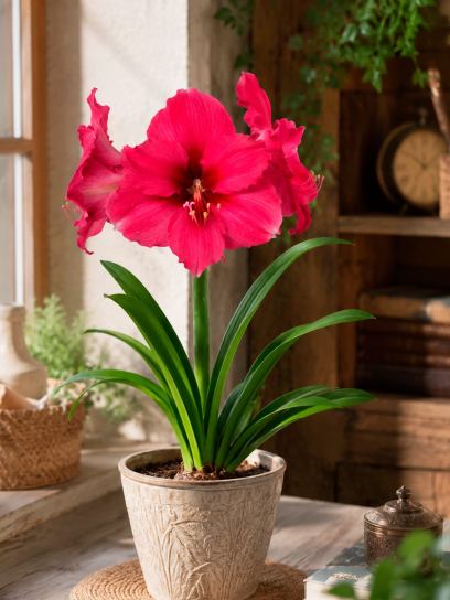 Hippeastrum "Pink Surprise"