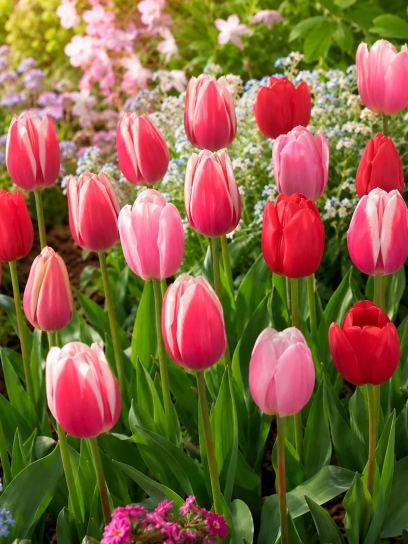 Tulipa -Delight Mix-