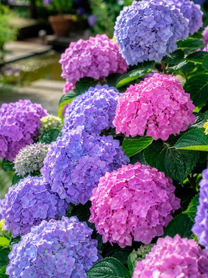 Hortensia macrophylla "Endless Summer"