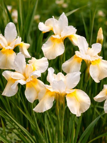 Iris sibirica "Butter and Sugar"
