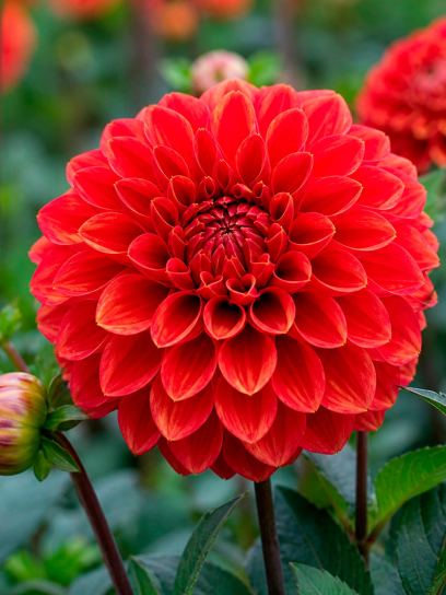 Dahlia "Maroon Fox"