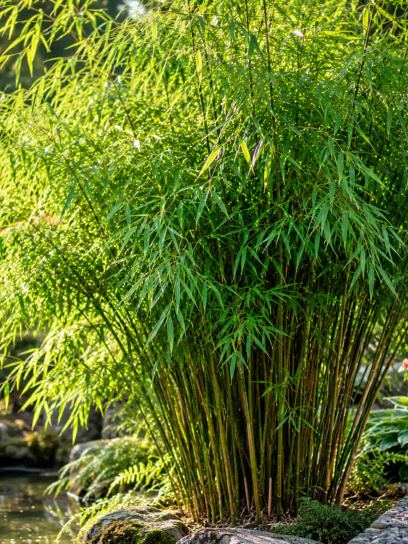 Bamboo Rufa (Clumping)