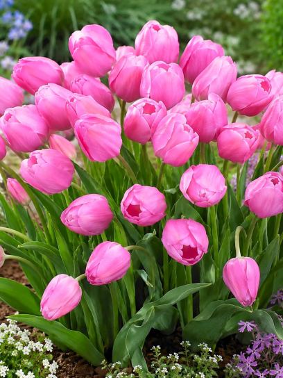 Tulipa "Don Quichotte"