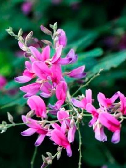 Bush Clover "Buergeri" container (C2)