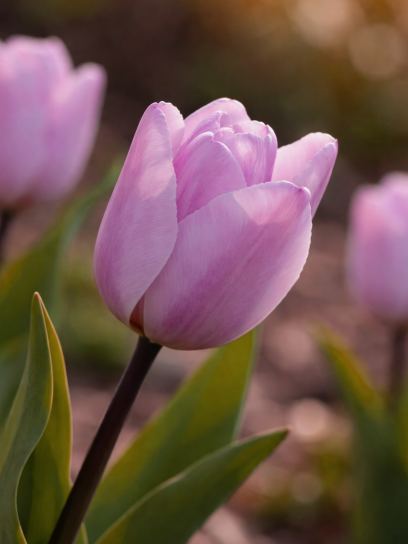Tulipa "Jacuzzi"